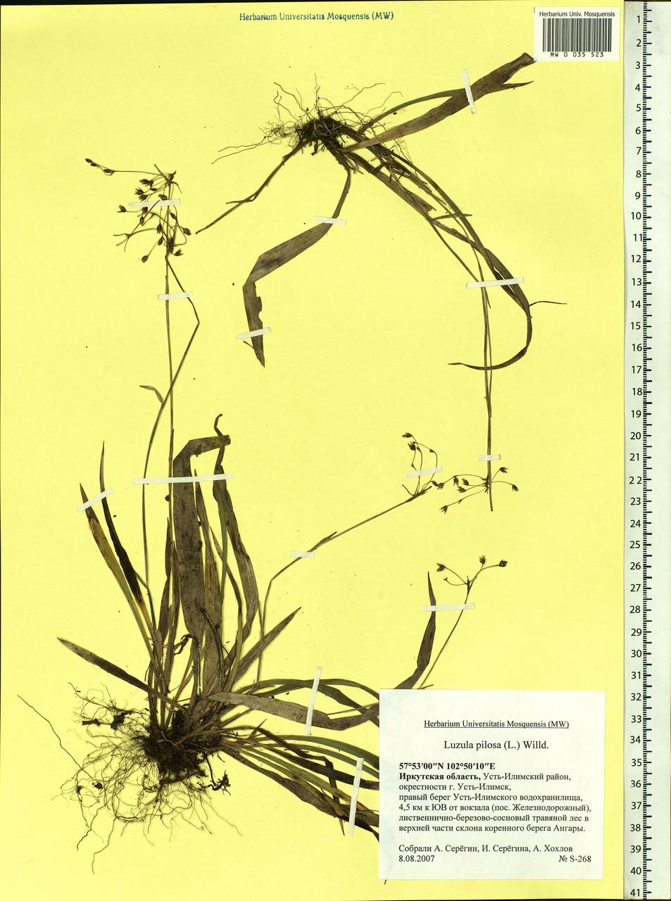 Luzula pilosa (L.) Willd., Siberia, Baikal & Transbaikal region (S4) (Russia)