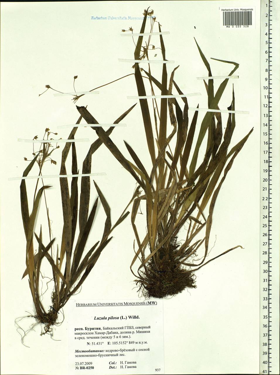 Luzula pilosa (L.) Willd., Siberia, Baikal & Transbaikal region (S4) (Russia)