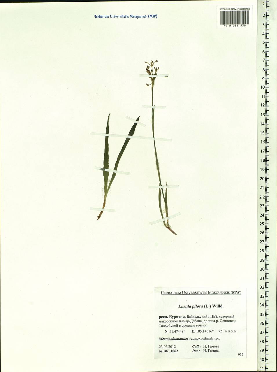 Luzula pilosa (L.) Willd., Siberia, Baikal & Transbaikal region (S4) (Russia)