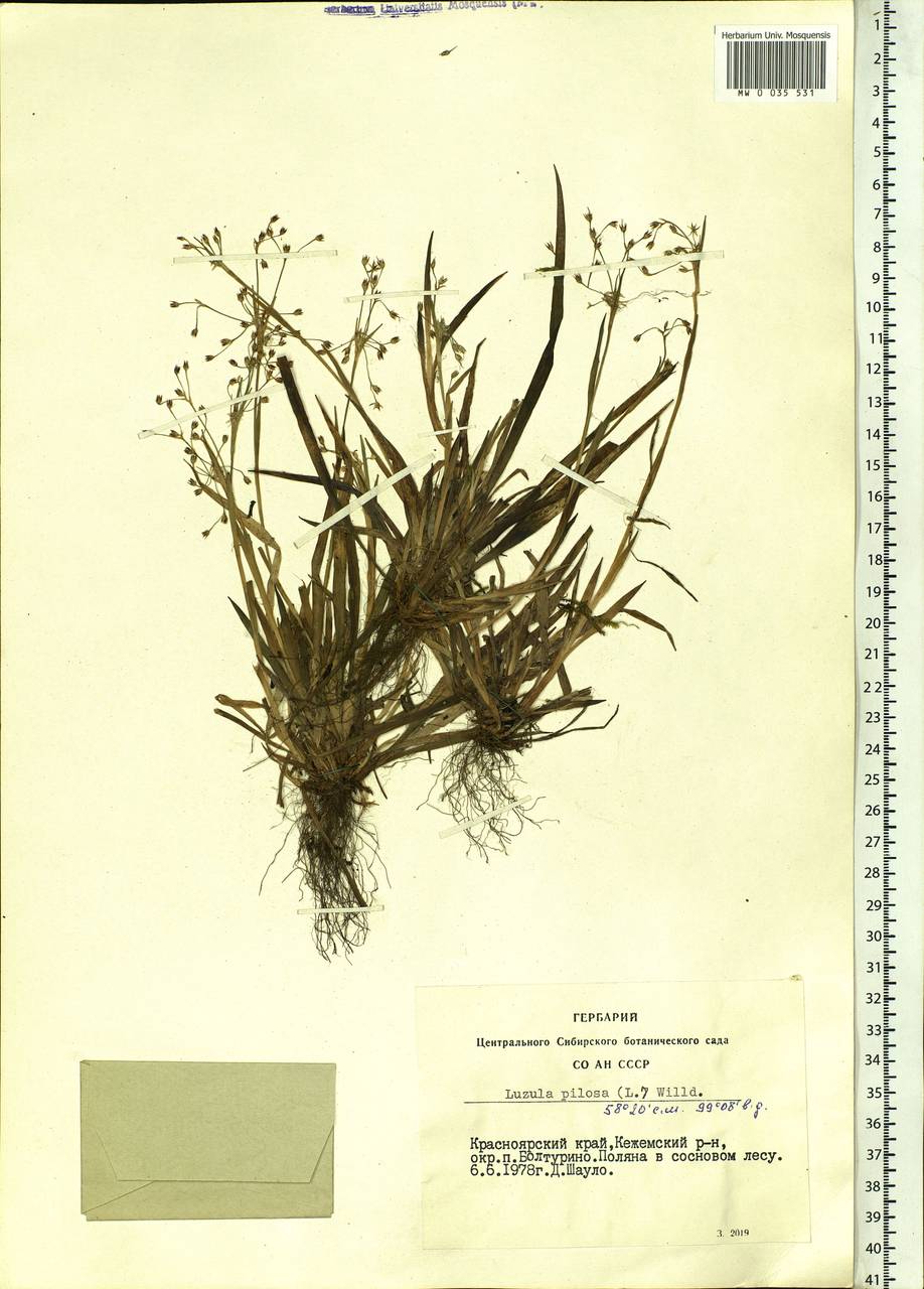 Luzula pilosa (L.) Willd., Siberia, Central Siberia (S3) (Russia)