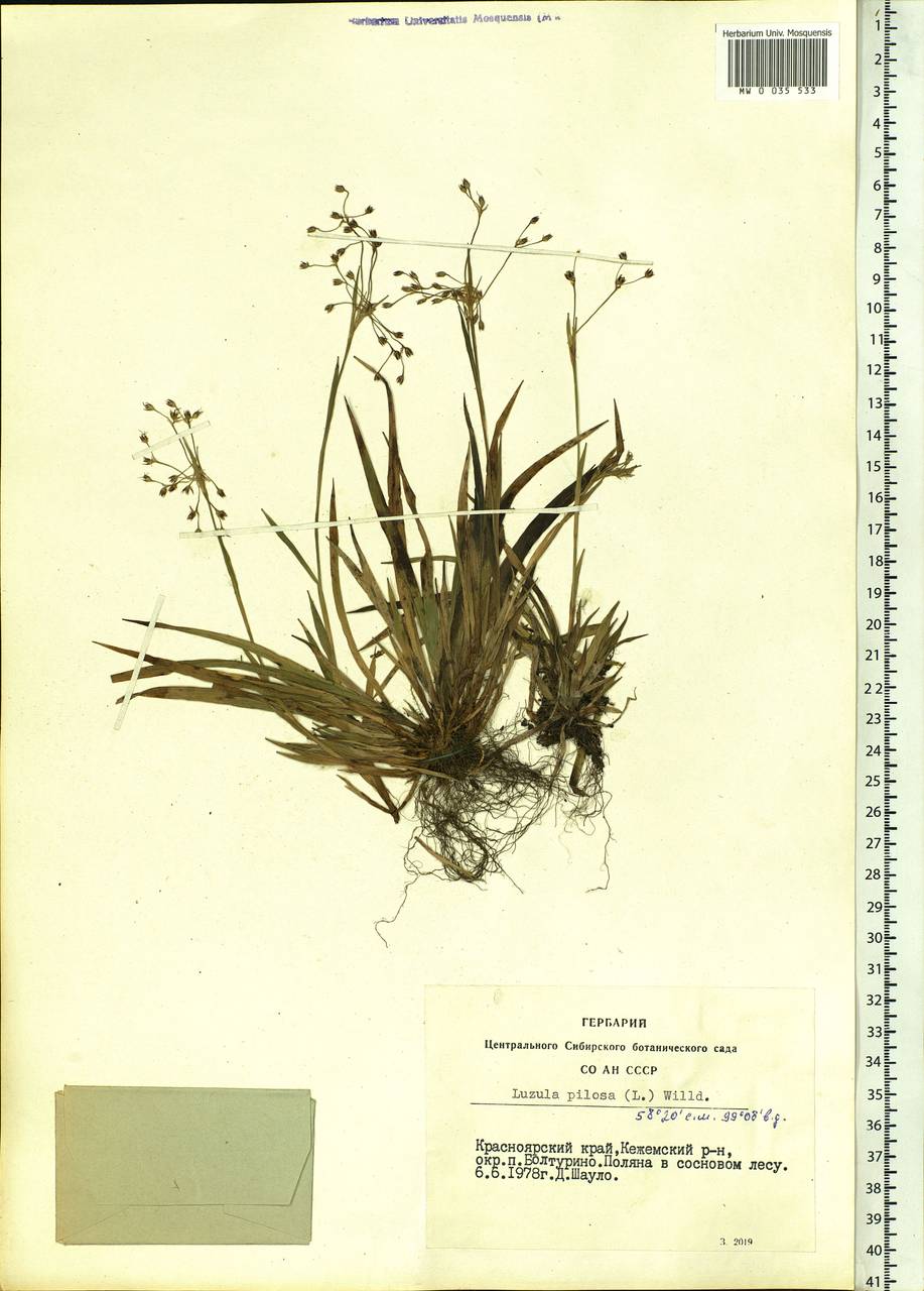 Luzula pilosa (L.) Willd., Siberia, Central Siberia (S3) (Russia)