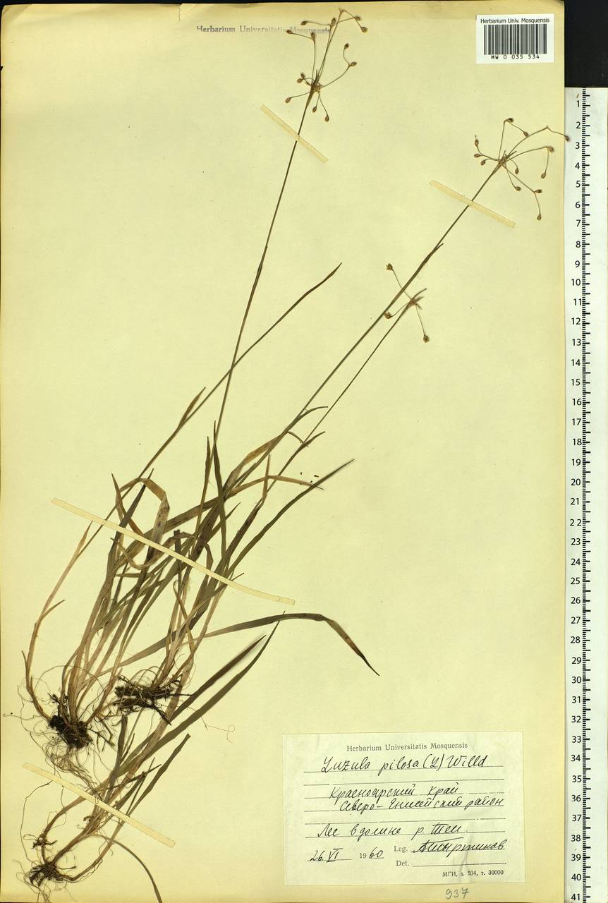 Luzula pilosa (L.) Willd., Siberia, Central Siberia (S3) (Russia)