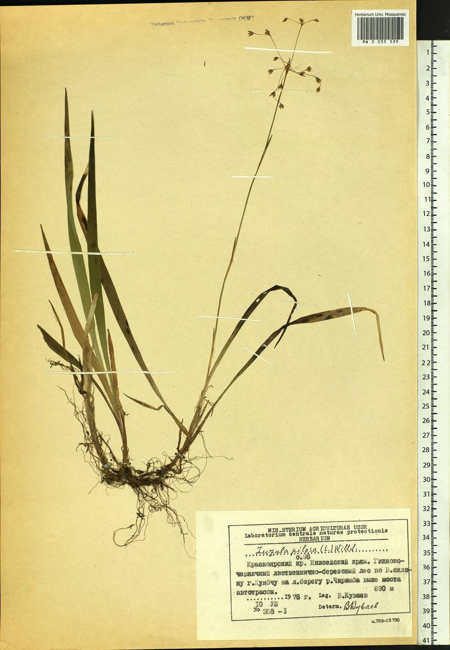 Luzula pilosa (L.) Willd., Siberia, Central Siberia (S3) (Russia)