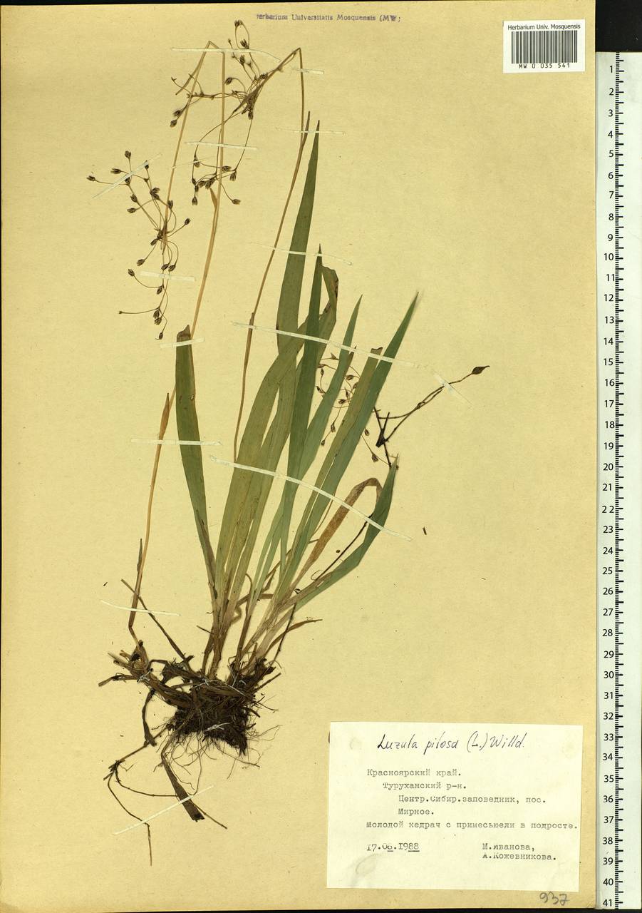 Luzula pilosa (L.) Willd., Siberia, Central Siberia (S3) (Russia)