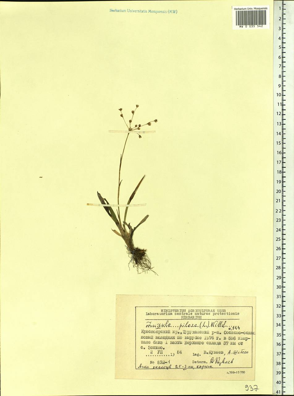 Luzula pilosa (L.) Willd., Siberia, Central Siberia (S3) (Russia)