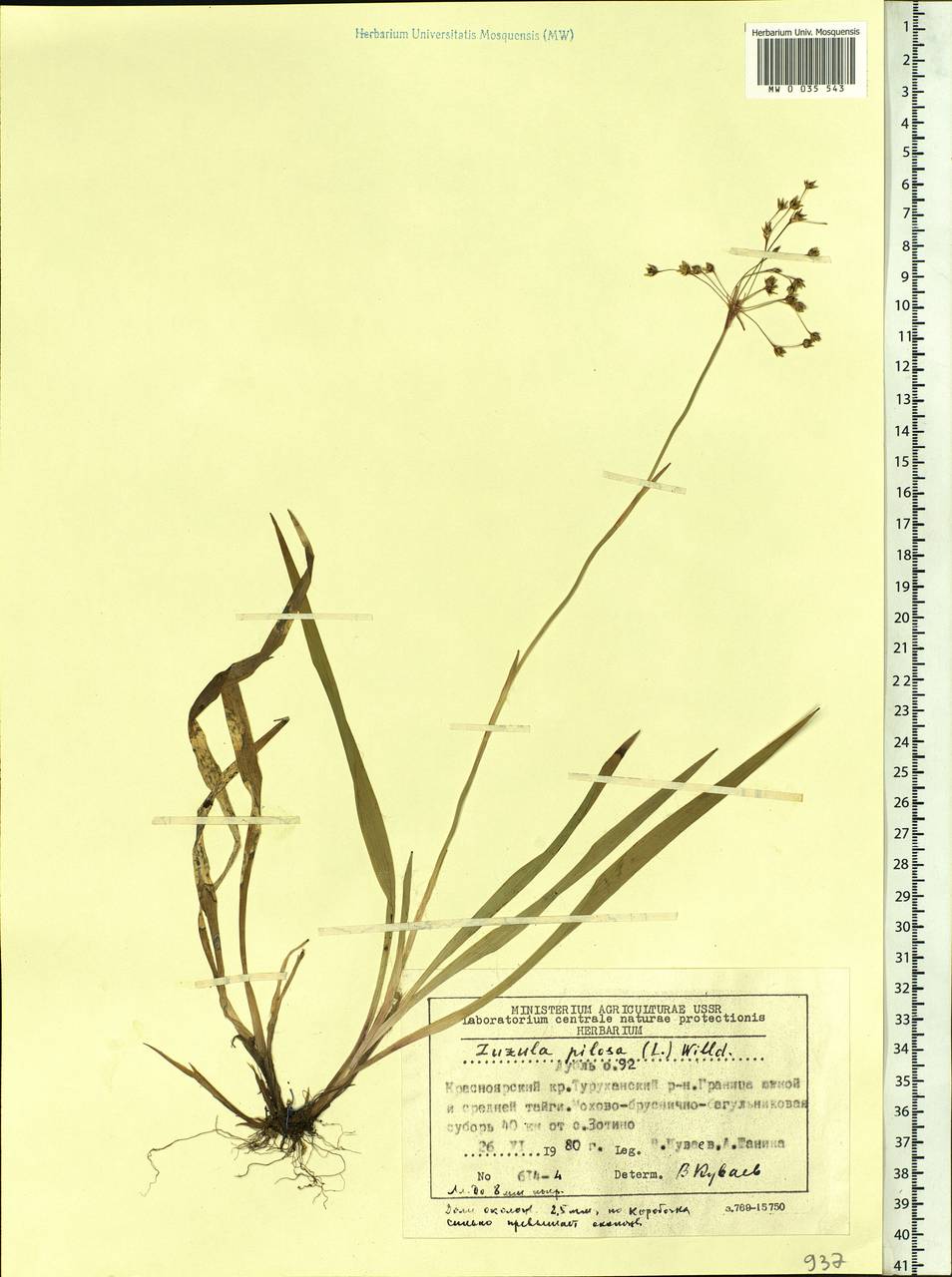 Luzula pilosa (L.) Willd., Siberia, Central Siberia (S3) (Russia)