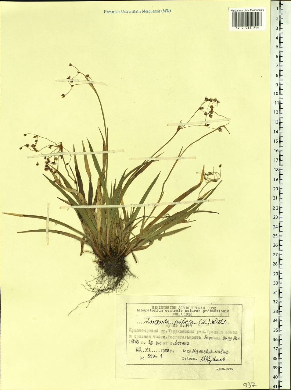 Luzula pilosa (L.) Willd., Siberia, Central Siberia (S3) (Russia)