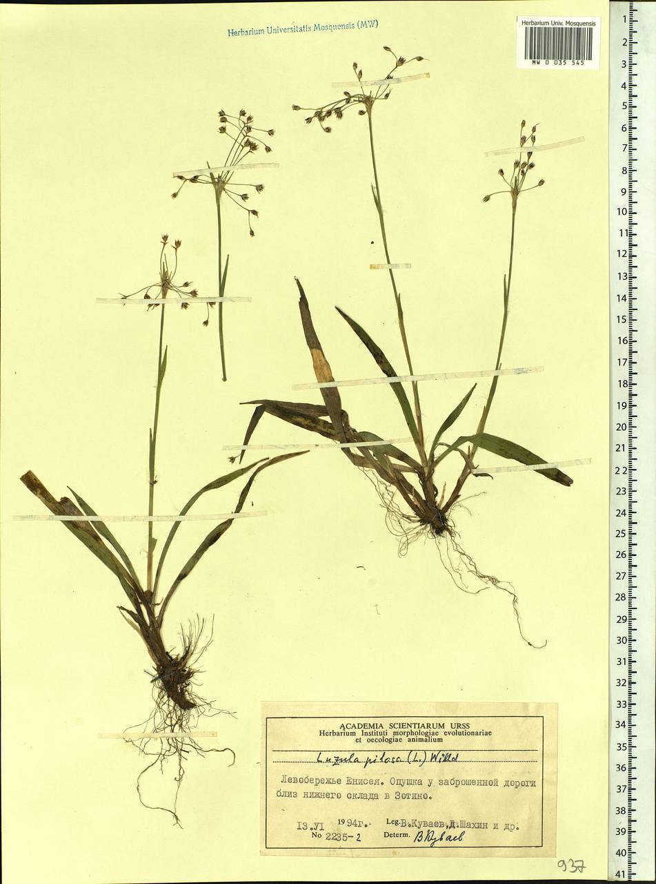 Luzula pilosa (L.) Willd., Siberia, Central Siberia (S3) (Russia)