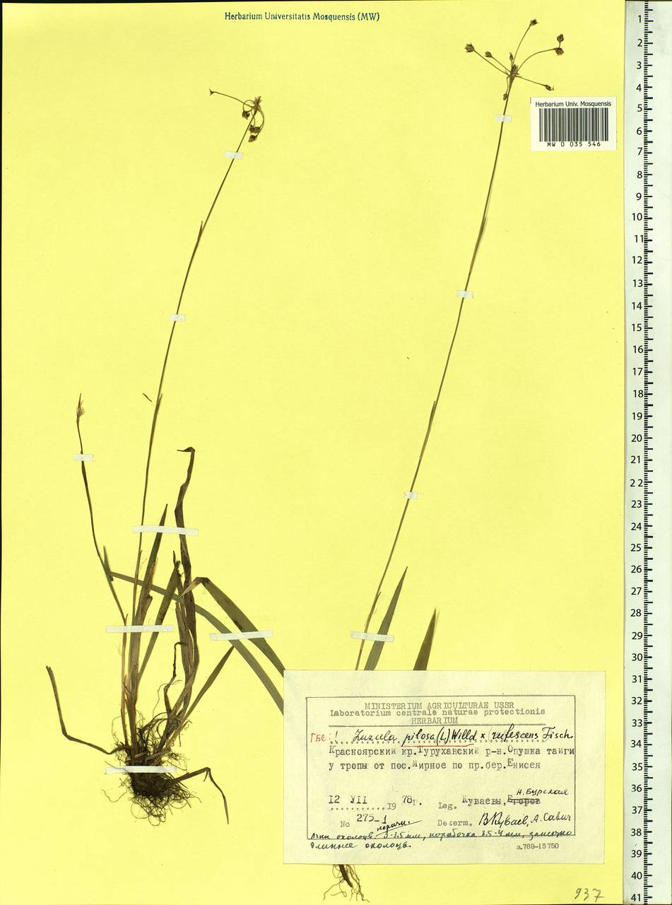 Luzula pilosa (L.) Willd., Siberia, Central Siberia (S3) (Russia)