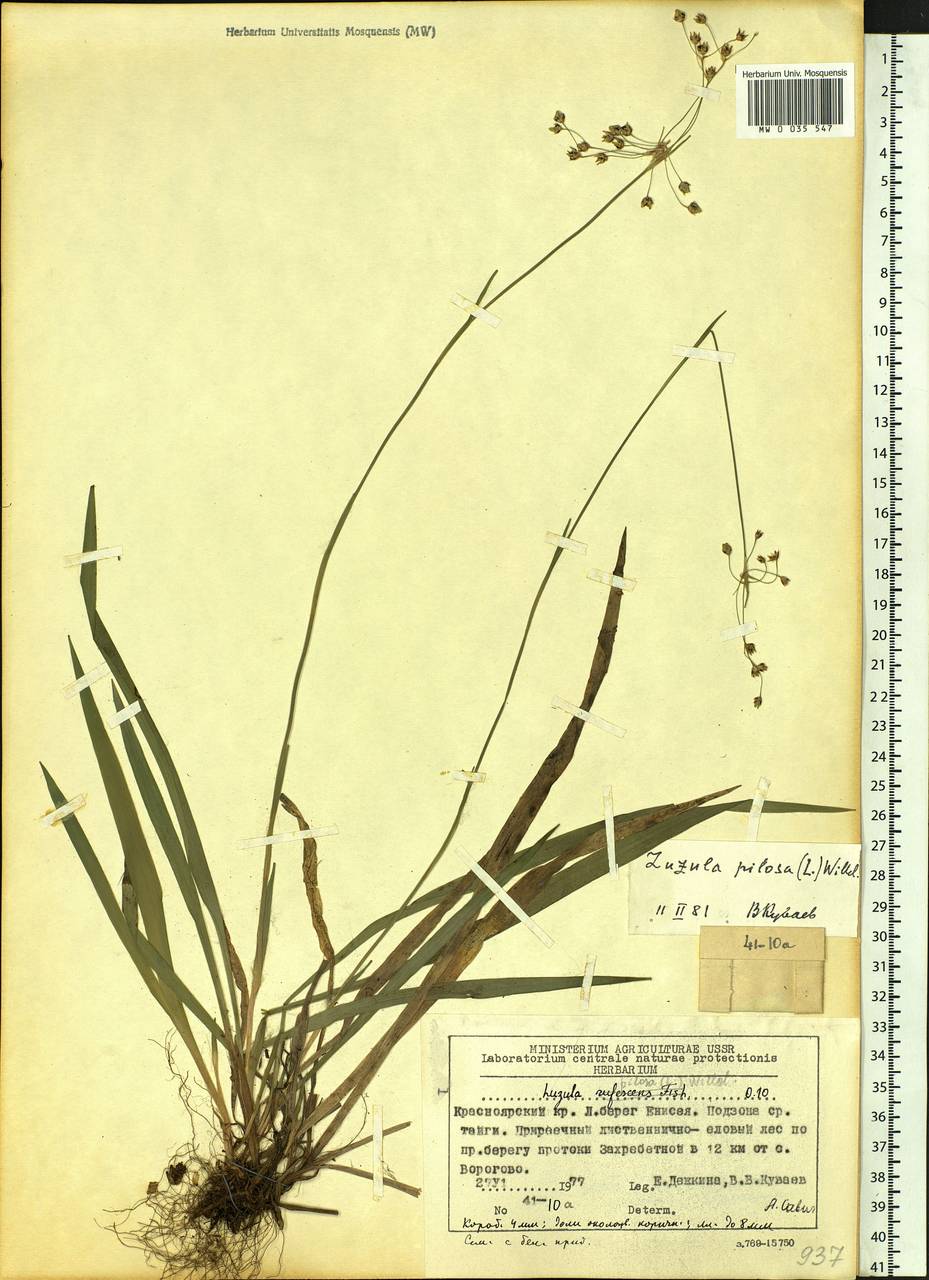 Luzula pilosa (L.) Willd., Siberia, Central Siberia (S3) (Russia)