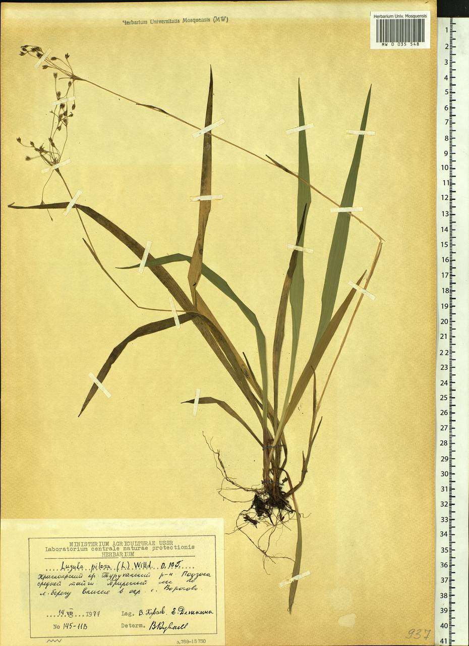 Luzula pilosa (L.) Willd., Siberia, Central Siberia (S3) (Russia)