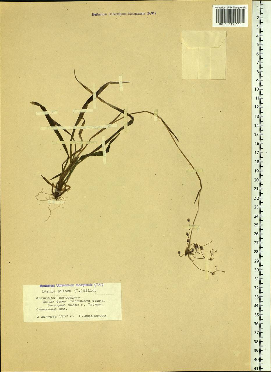 Luzula pilosa (L.) Willd., Siberia, Altai & Sayany Mountains (S2) (Russia)