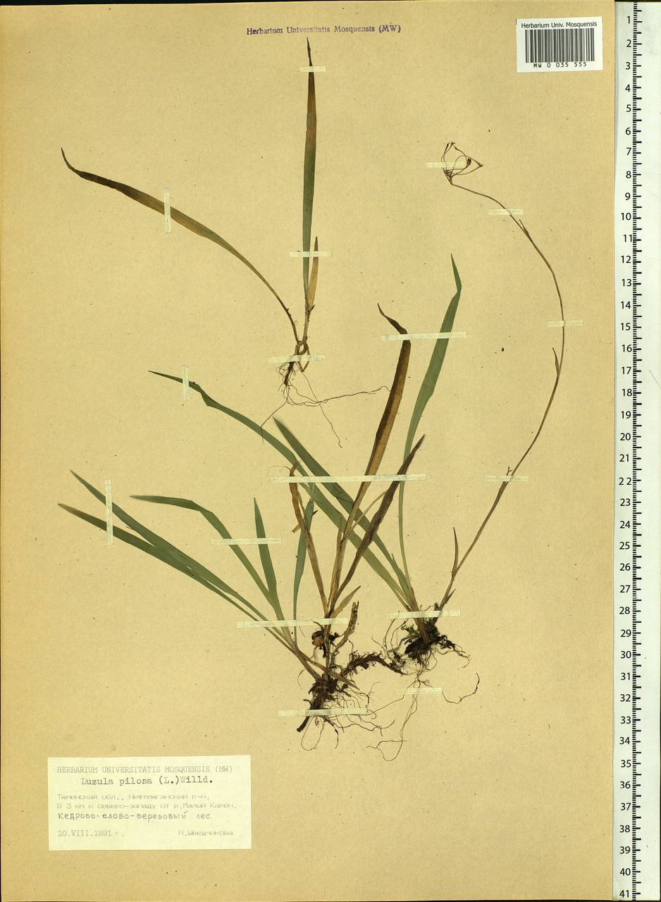 Luzula pilosa (L.) Willd., Siberia, Western Siberia (S1) (Russia)