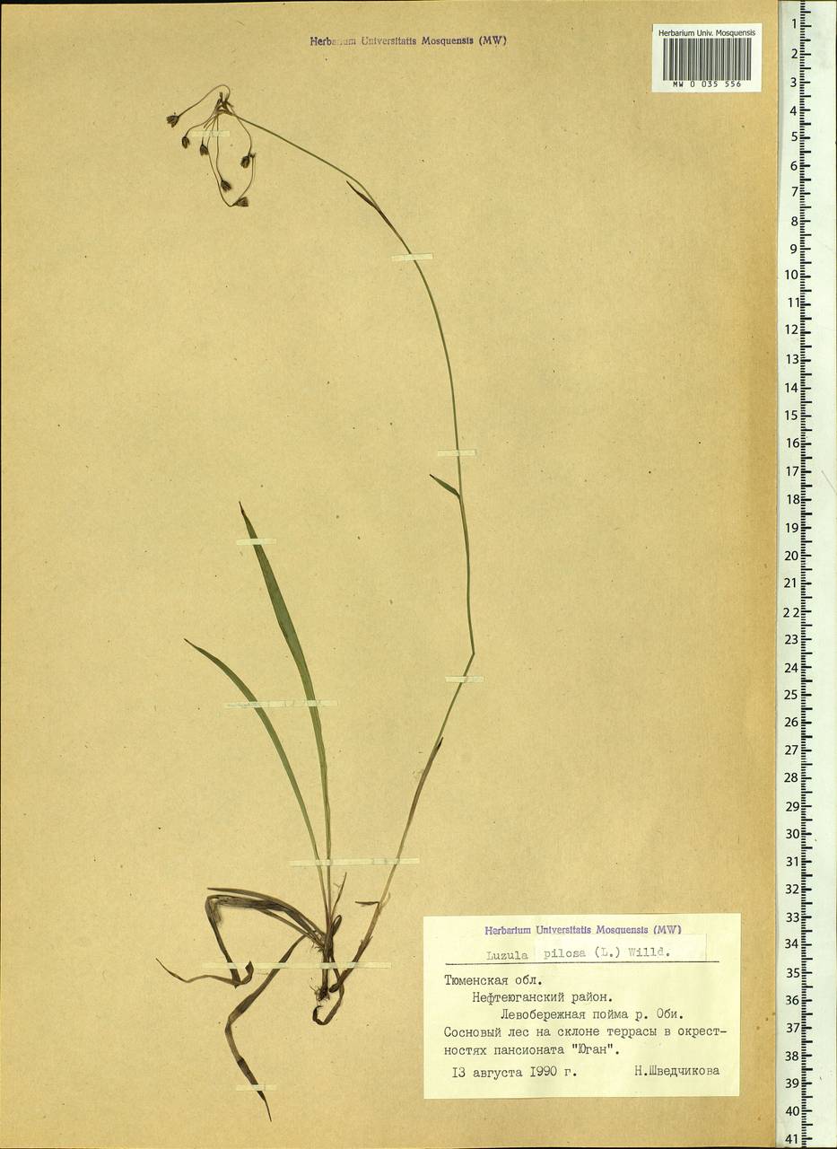 Luzula pilosa (L.) Willd., Siberia, Western Siberia (S1) (Russia)