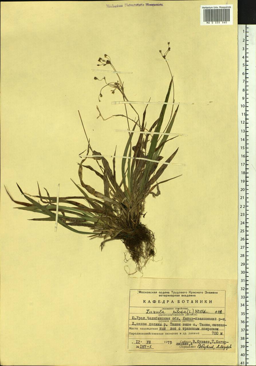 Luzula pilosa (L.) Willd., Eastern Europe, Eastern region (E10) (Russia)