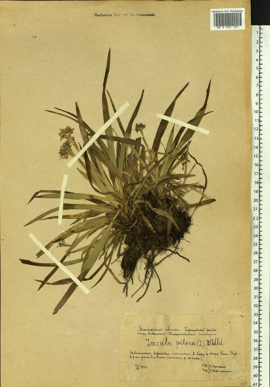 Luzula pilosa (L.) Willd., Siberia, Western Siberia (S1) (Russia)