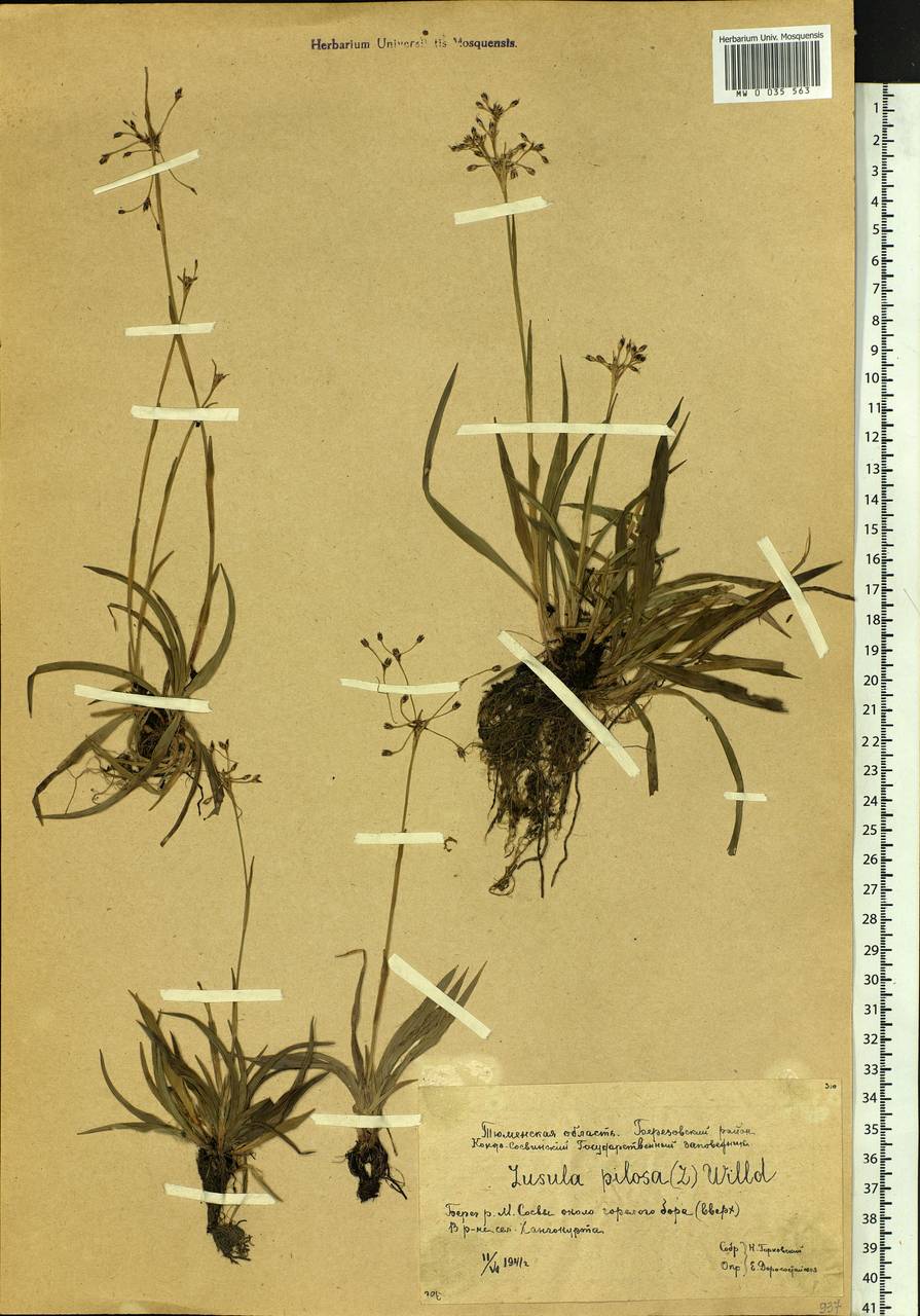 Luzula pilosa (L.) Willd., Siberia, Western Siberia (S1) (Russia)
