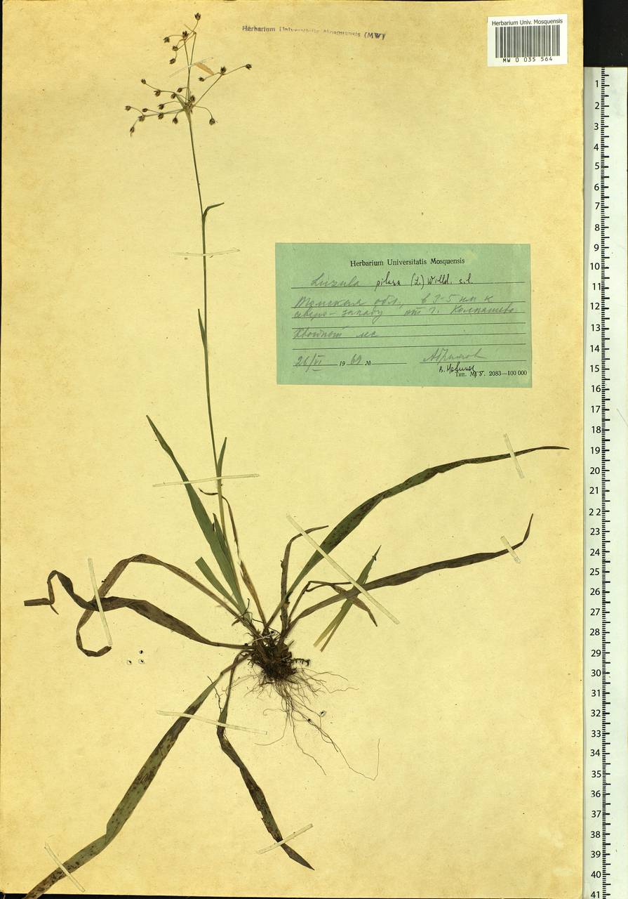 Luzula pilosa (L.) Willd., Siberia, Western Siberia (S1) (Russia)