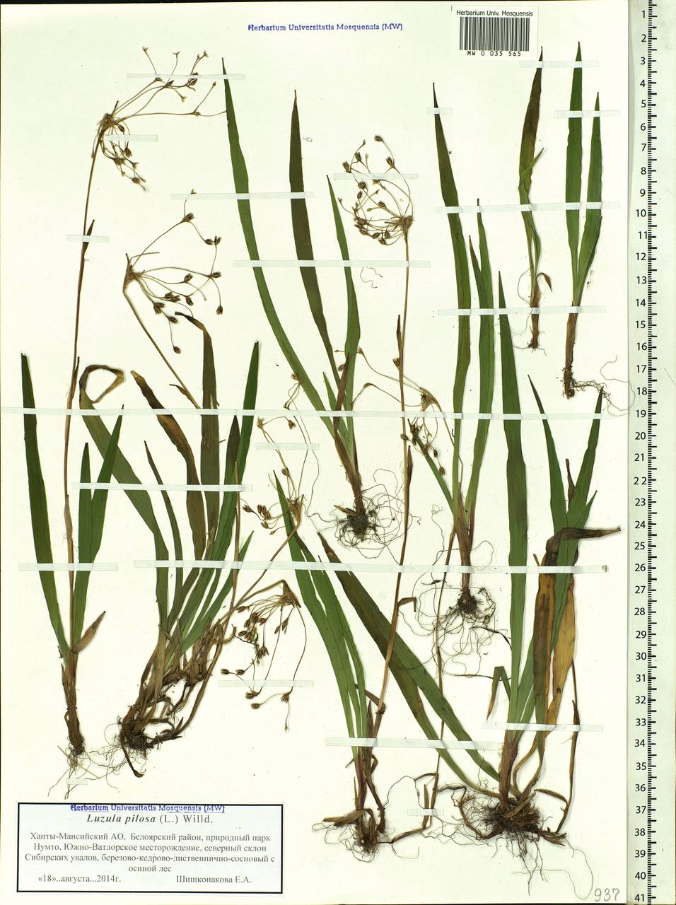 Luzula pilosa (L.) Willd., Siberia, Western Siberia (S1) (Russia)