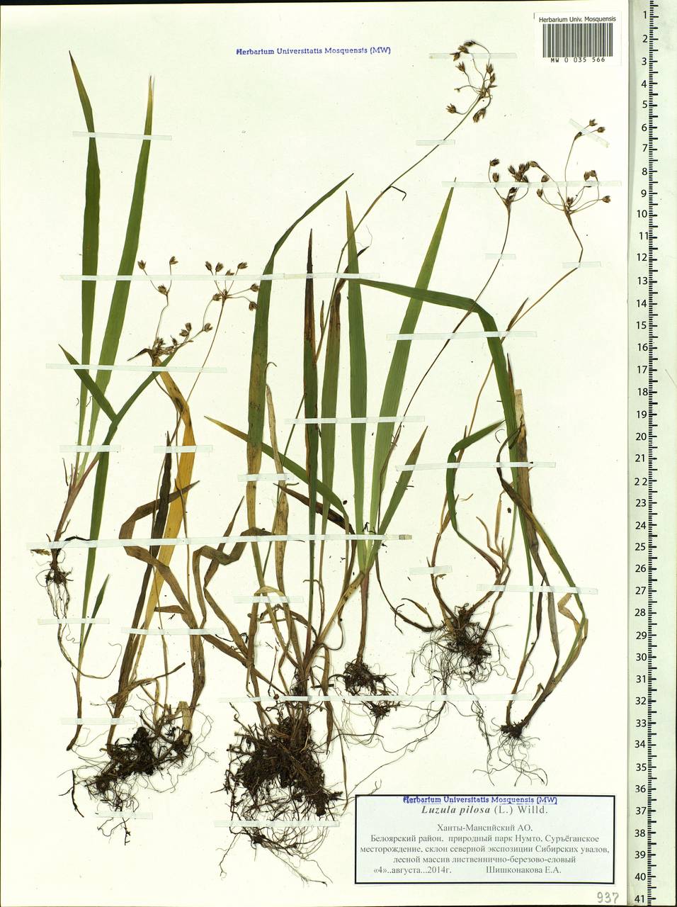 Luzula pilosa (L.) Willd., Siberia, Western Siberia (S1) (Russia)