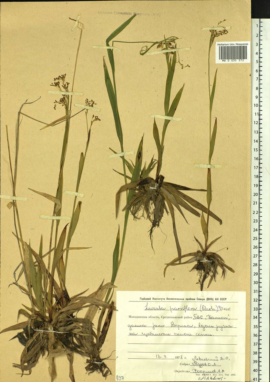 Luzula parviflora (Ehrh.) Desv., Siberia, Chukotka & Kamchatka (S7) (Russia)