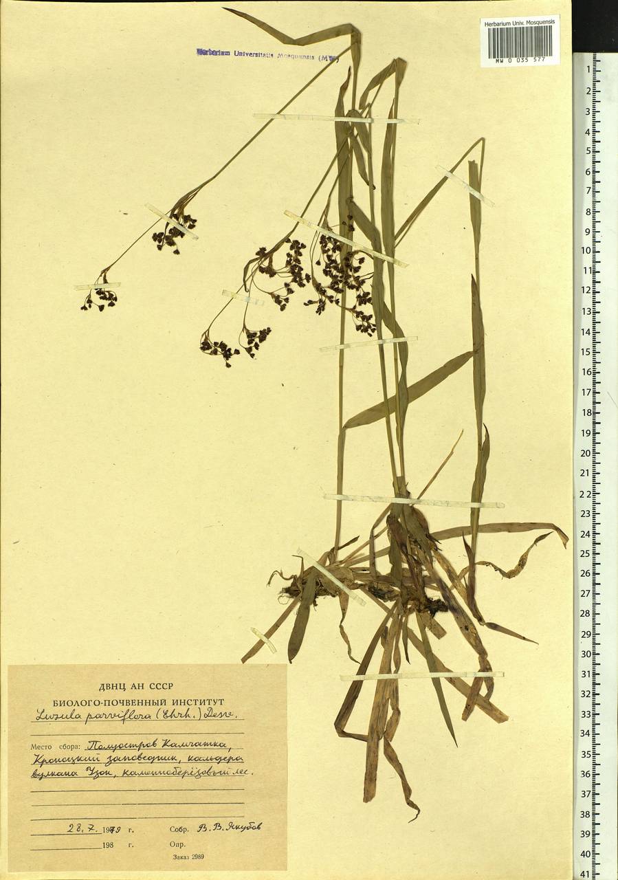 Luzula parviflora (Ehrh.) Desv., Siberia, Chukotka & Kamchatka (S7) (Russia)