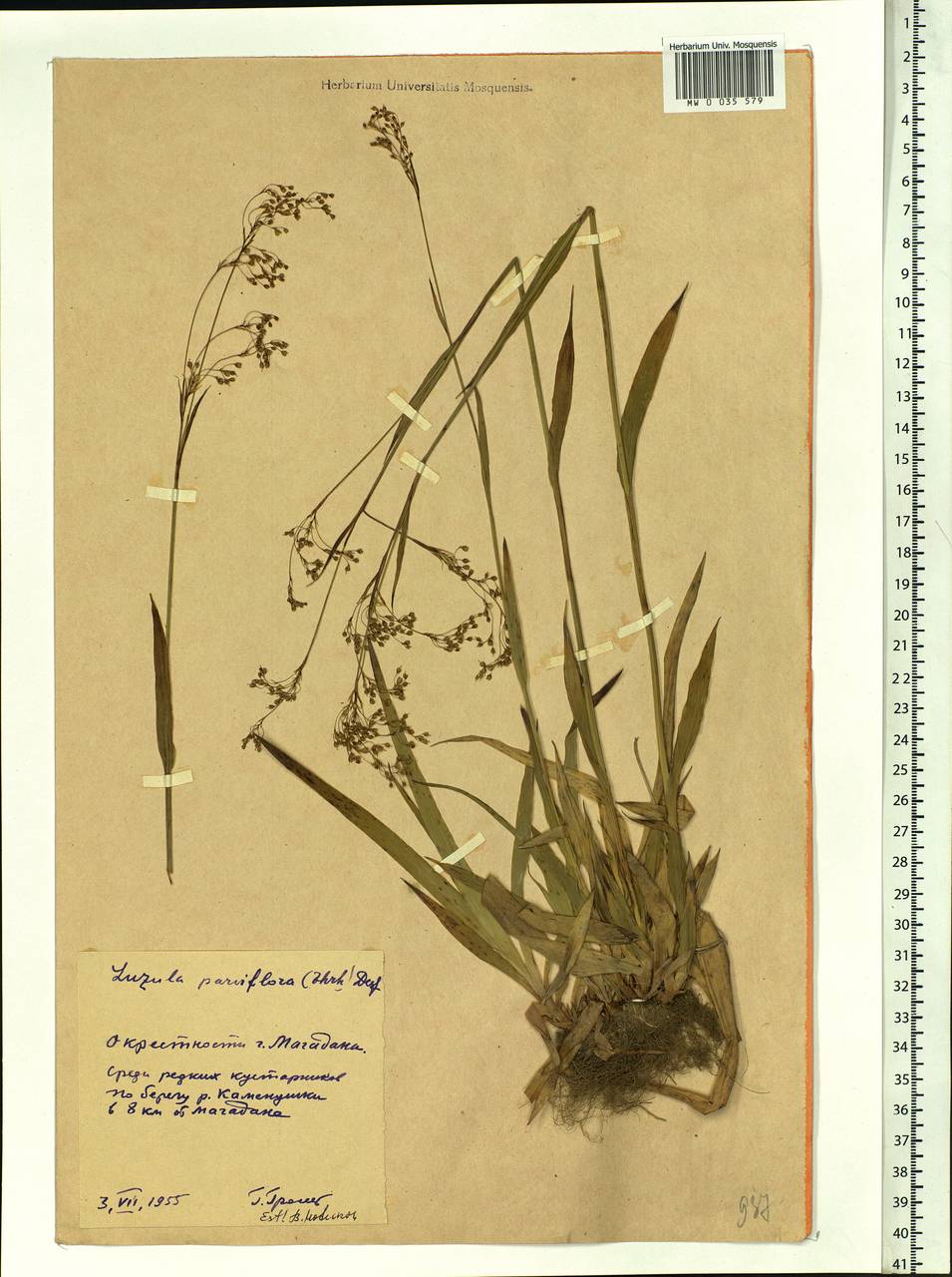 Luzula parviflora (Ehrh.) Desv., Siberia, Chukotka & Kamchatka (S7) (Russia)