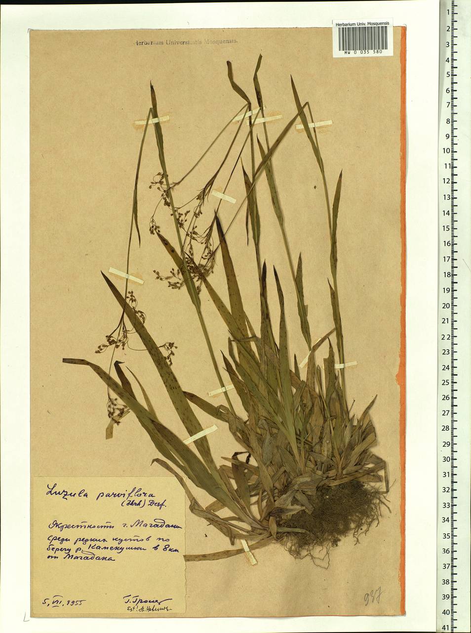 Luzula parviflora (Ehrh.) Desv., Siberia, Chukotka & Kamchatka (S7) (Russia)