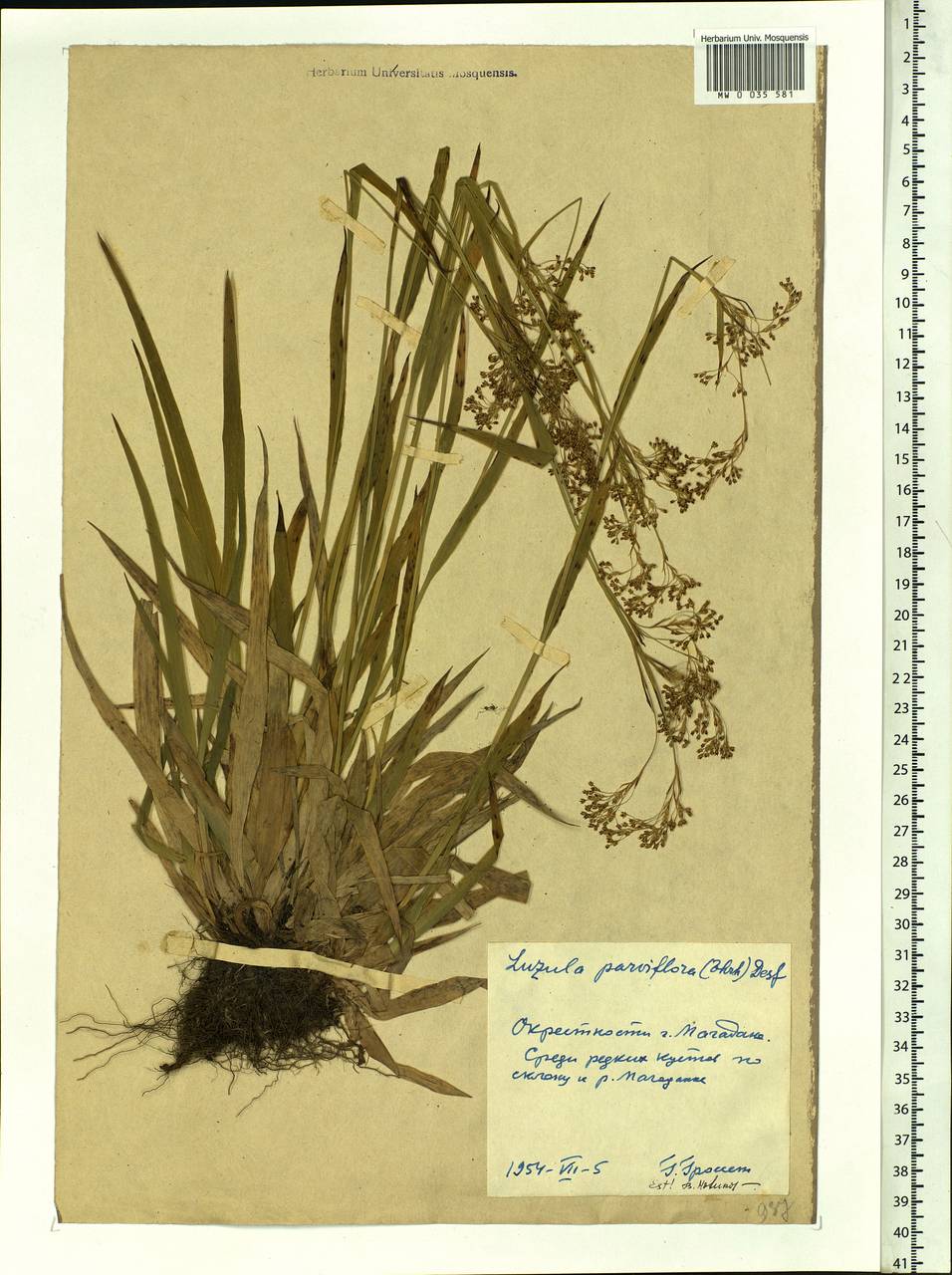 Luzula parviflora (Ehrh.) Desv., Siberia, Chukotka & Kamchatka (S7) (Russia)