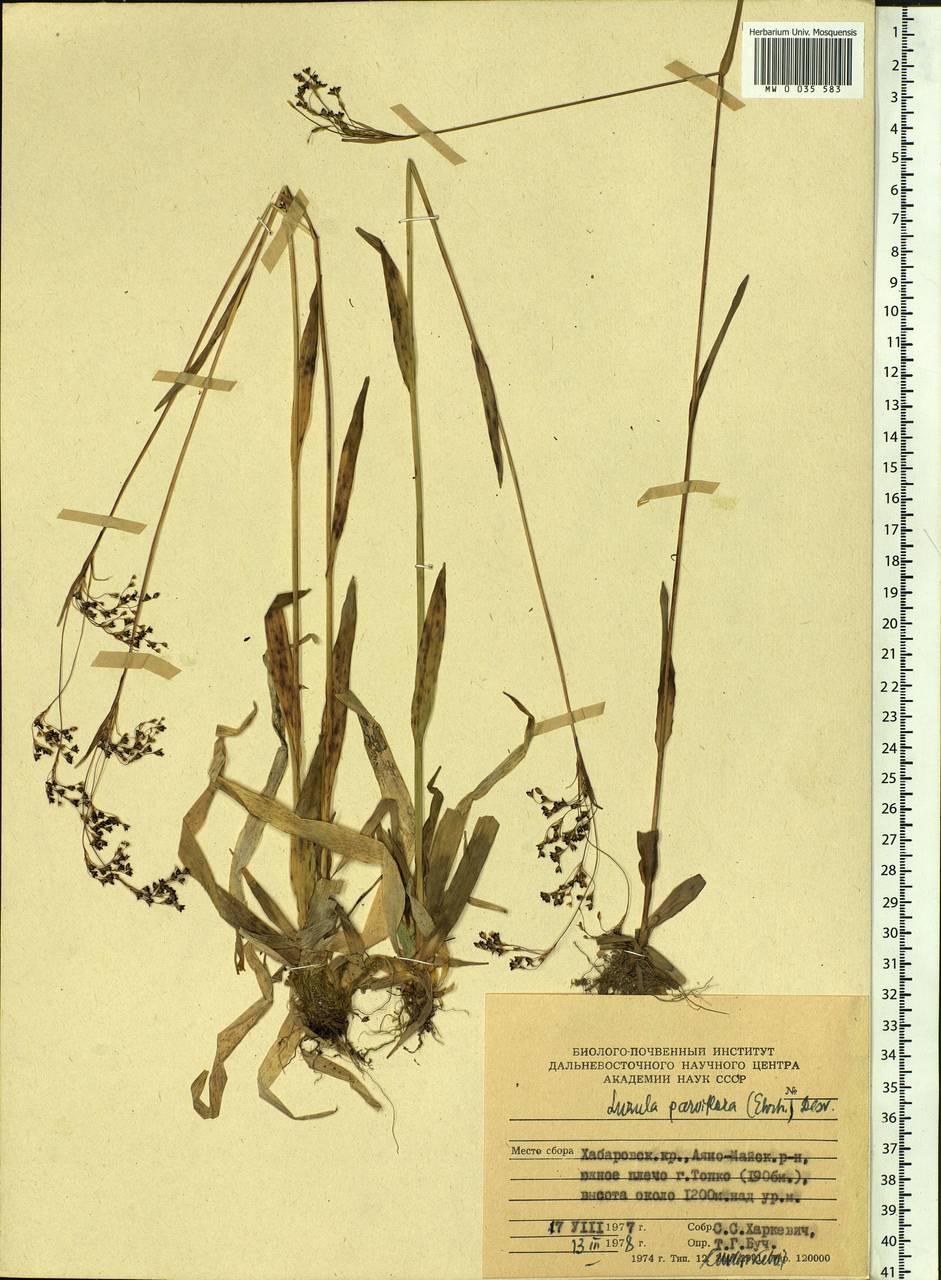 Luzula parviflora (Ehrh.) Desv., Siberia, Russian Far East (S6) (Russia)