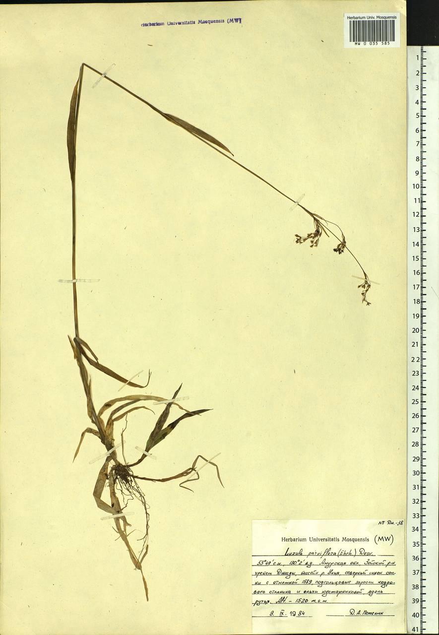 Luzula parviflora (Ehrh.) Desv., Siberia, Russian Far East (S6) (Russia)