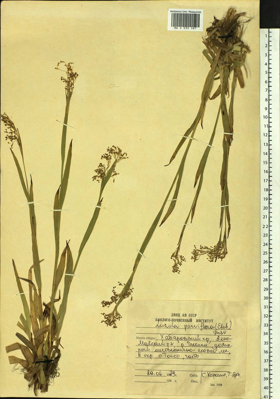 Luzula parviflora (Ehrh.) Desv., Siberia, Russian Far East (S6) (Russia)