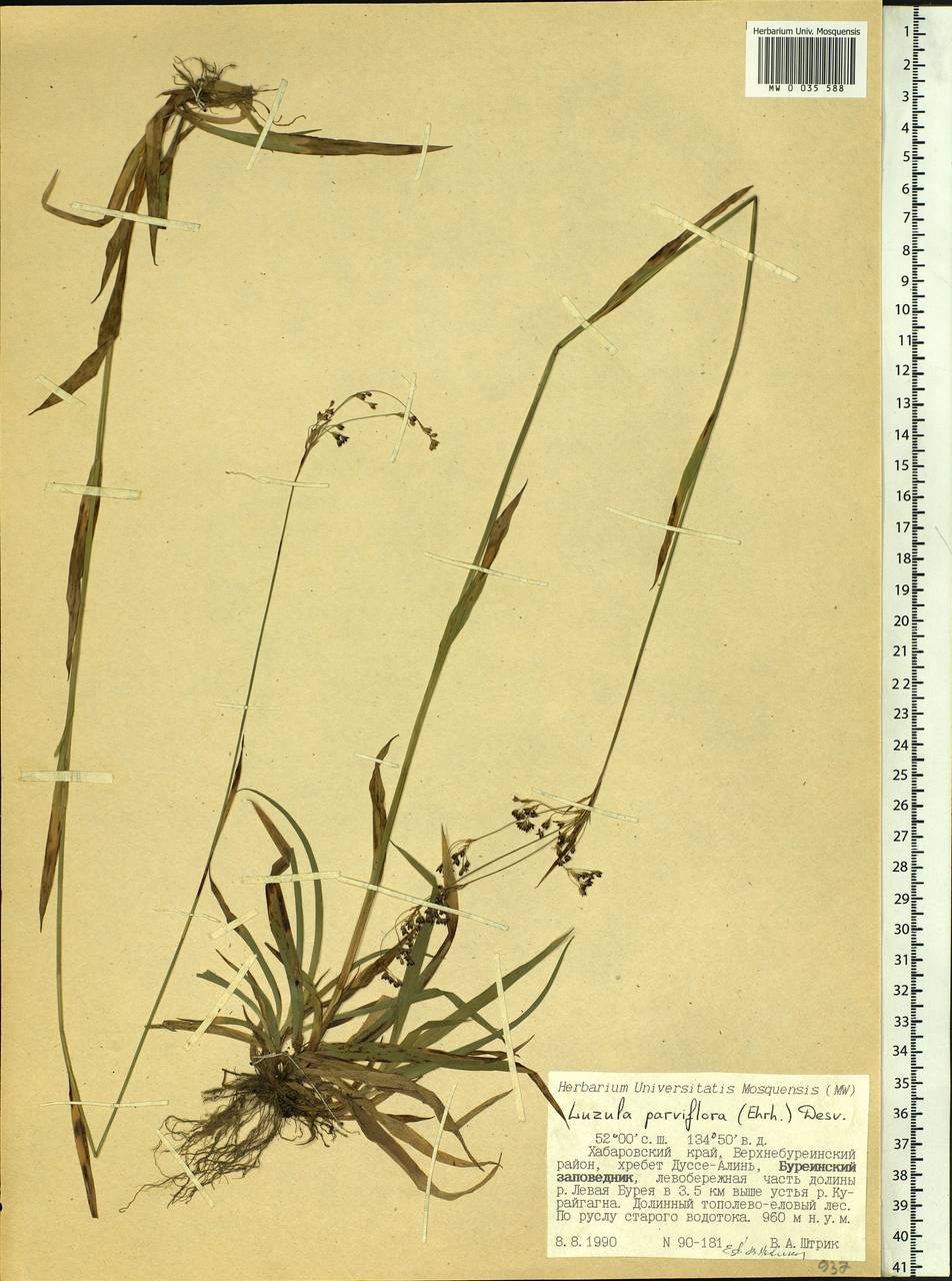 Luzula parviflora (Ehrh.) Desv., Siberia, Russian Far East (S6) (Russia)