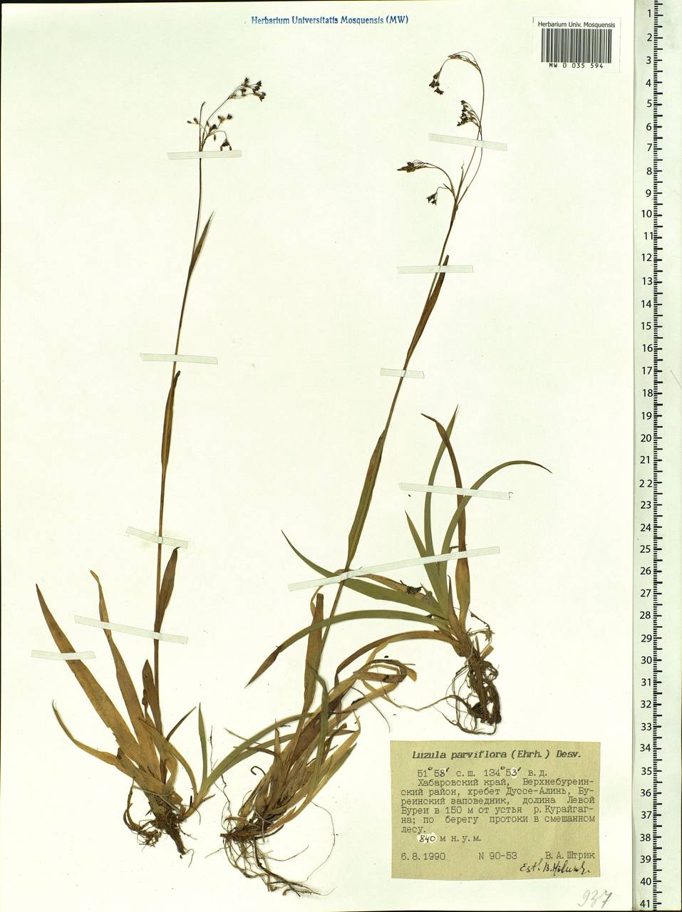 Luzula parviflora (Ehrh.) Desv., Siberia, Russian Far East (S6) (Russia)