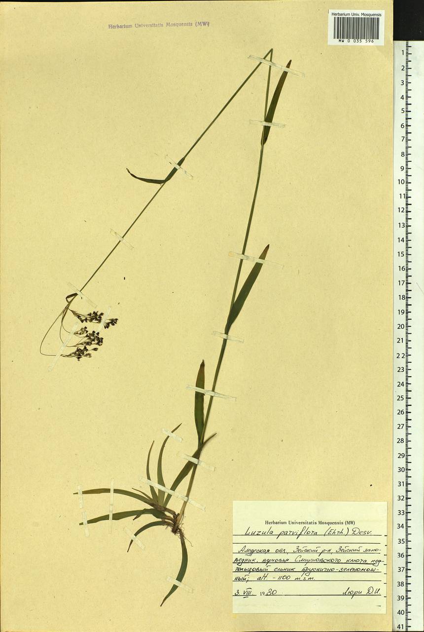Luzula parviflora (Ehrh.) Desv., Siberia, Russian Far East (S6) (Russia)