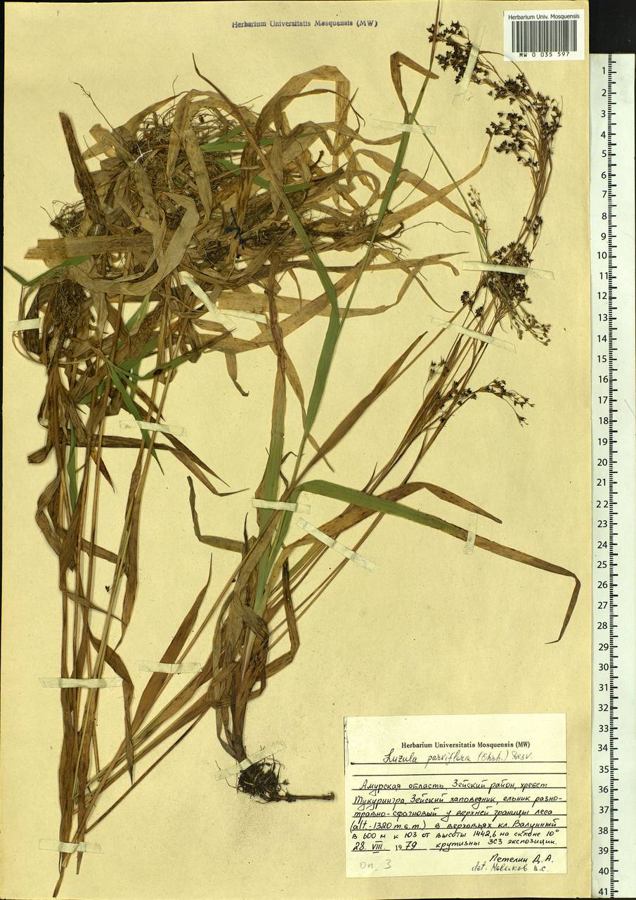 Luzula parviflora (Ehrh.) Desv., Siberia, Russian Far East (S6) (Russia)