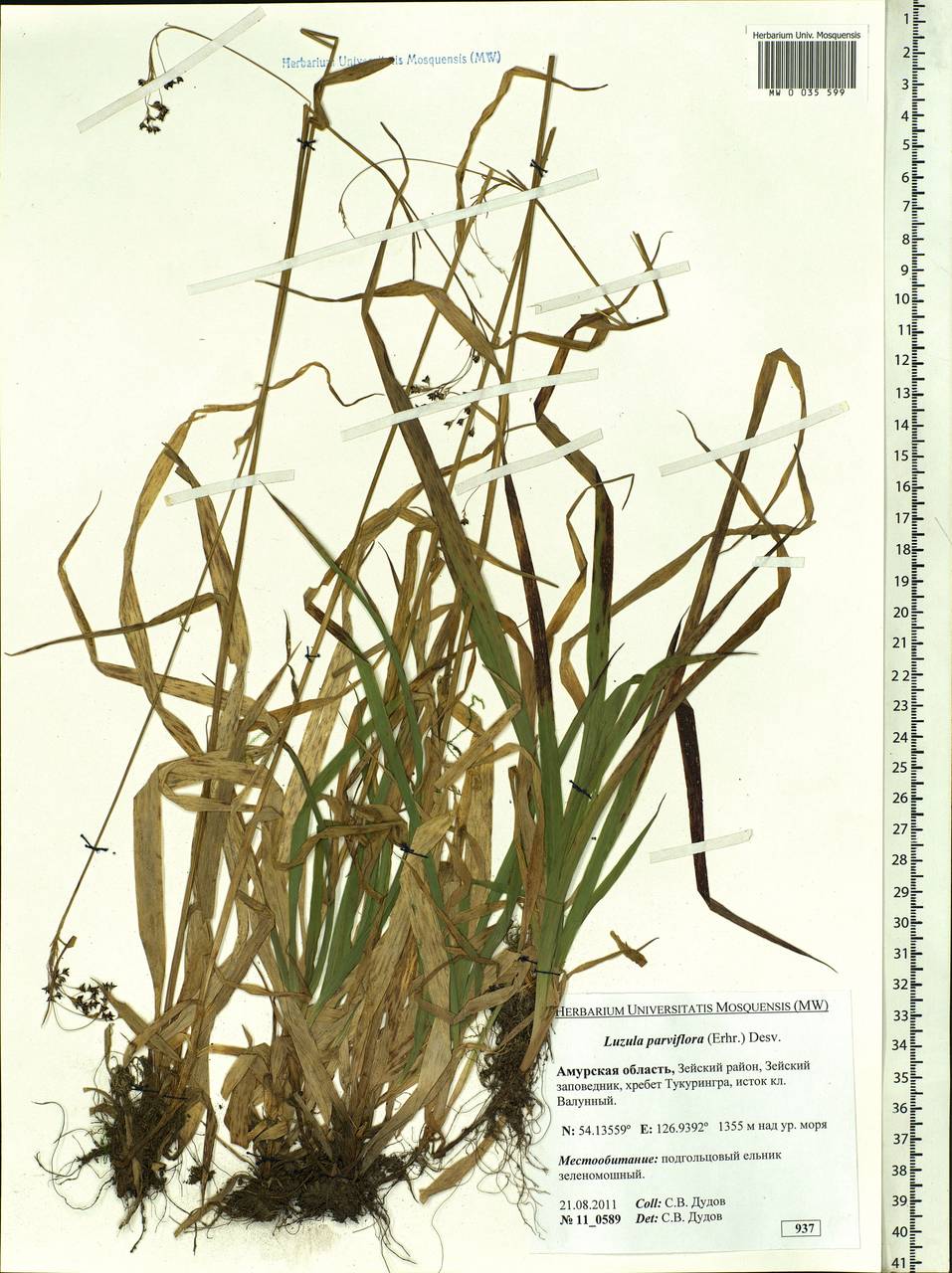 Luzula parviflora (Ehrh.) Desv., Siberia, Russian Far East (S6) (Russia)