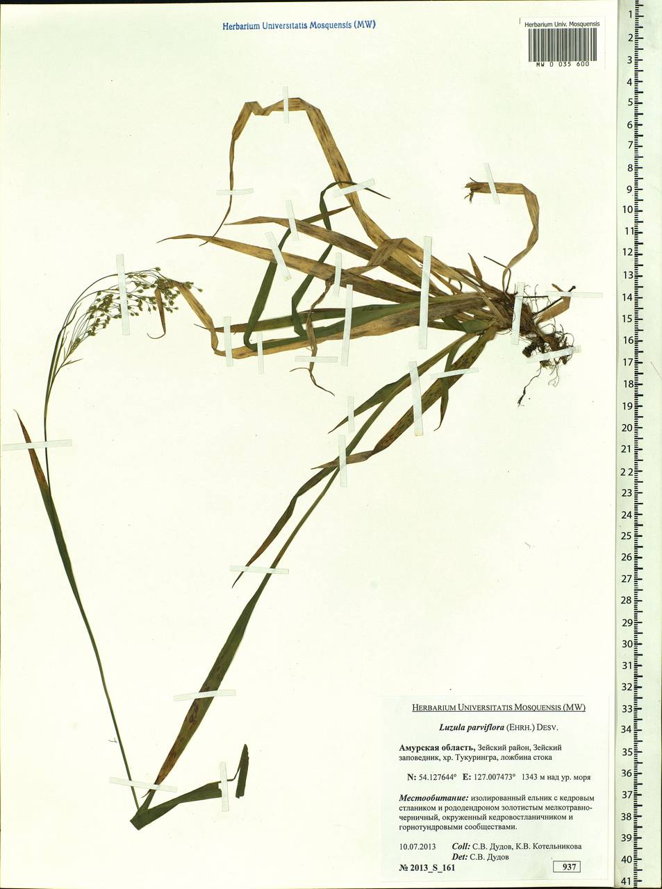 Luzula parviflora (Ehrh.) Desv., Siberia, Russian Far East (S6) (Russia)