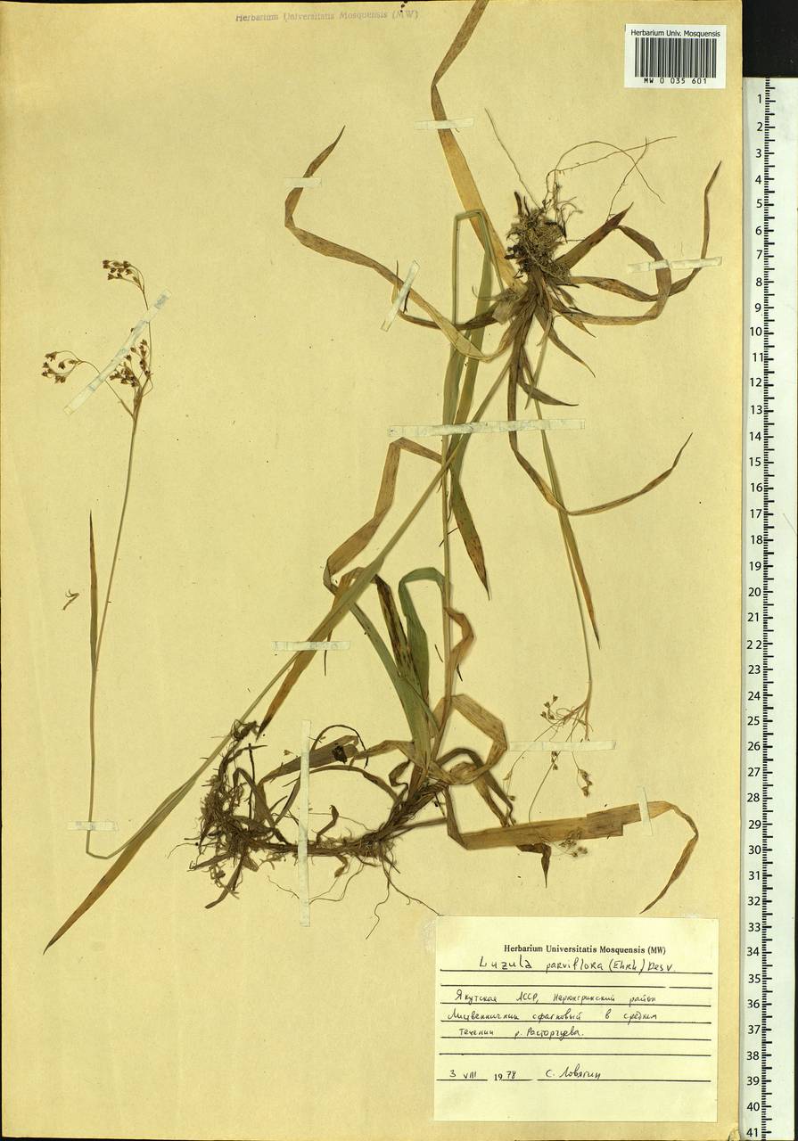 Luzula parviflora (Ehrh.) Desv., Siberia, Yakutia (S5) (Russia)