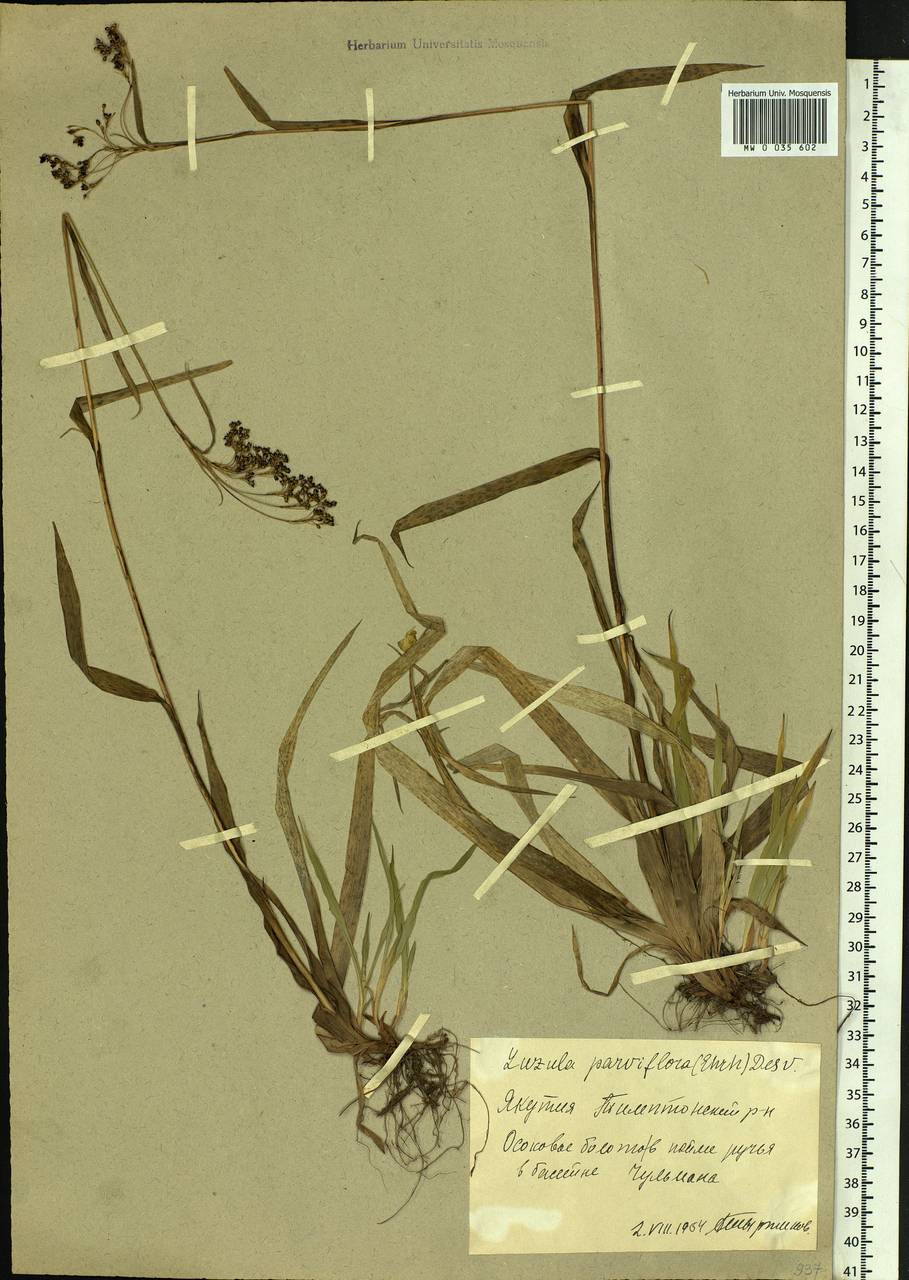 Luzula parviflora (Ehrh.) Desv., Siberia, Yakutia (S5) (Russia)