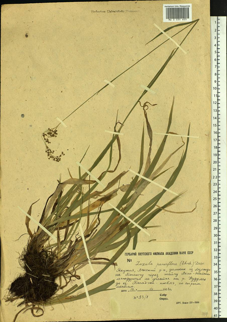 Luzula parviflora (Ehrh.) Desv., Siberia, Yakutia (S5) (Russia)