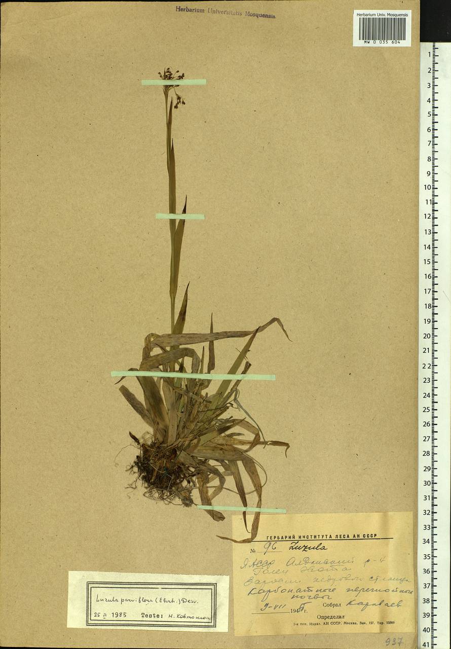 Luzula parviflora (Ehrh.) Desv., Siberia, Yakutia (S5) (Russia)