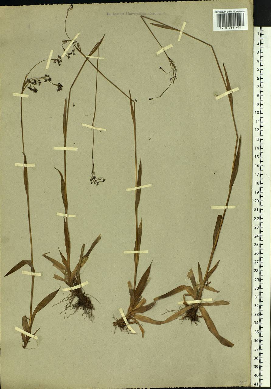 Luzula parviflora (Ehrh.) Desv., Siberia, Yakutia (S5) (Russia)