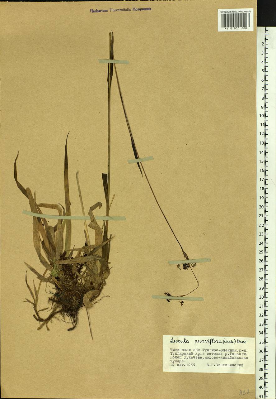 Luzula parviflora (Ehrh.) Desv., Siberia, Baikal & Transbaikal region (S4) (Russia)