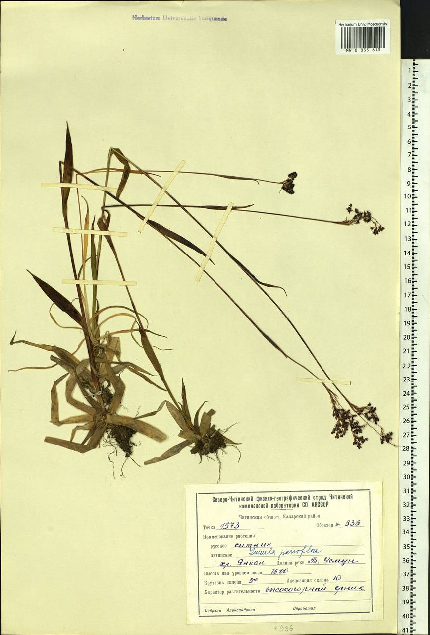 Luzula parviflora (Ehrh.) Desv., Siberia, Baikal & Transbaikal region (S4) (Russia)