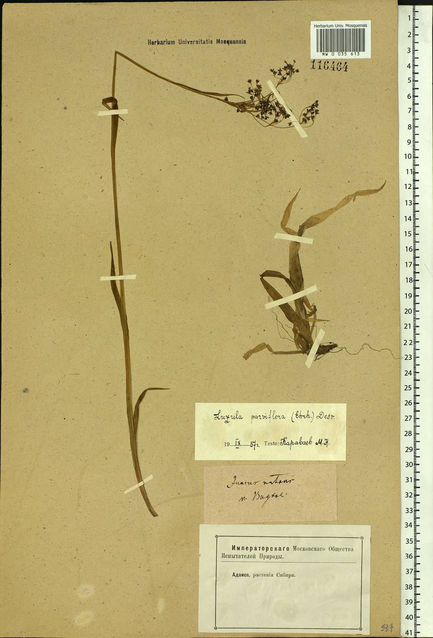 Luzula parviflora (Ehrh.) Desv., Siberia, Baikal & Transbaikal region (S4) (Russia)