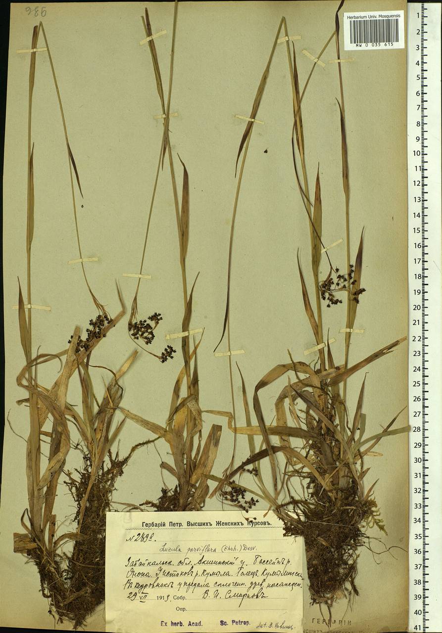 Luzula parviflora (Ehrh.) Desv., Siberia, Baikal & Transbaikal region (S4) (Russia)