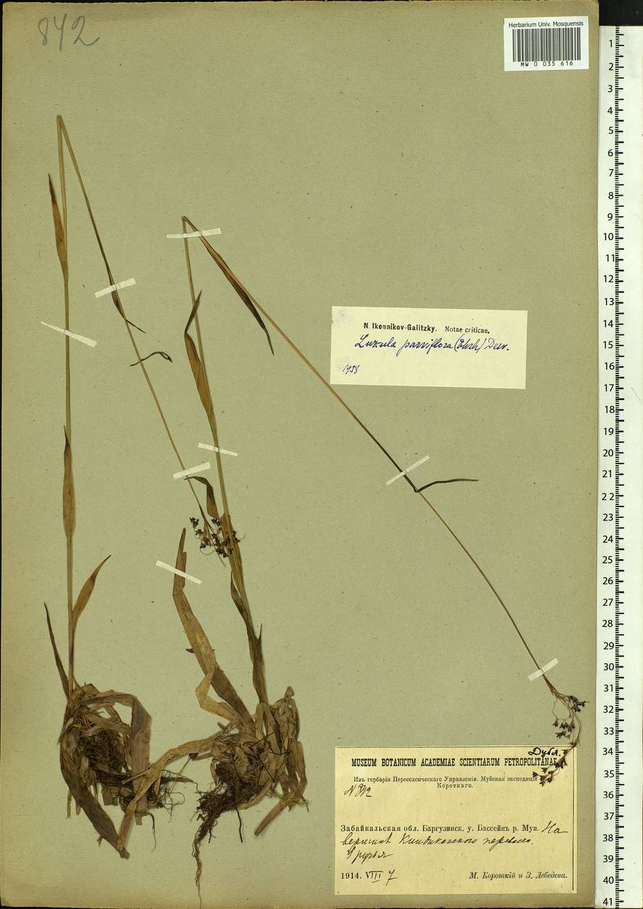 Luzula parviflora (Ehrh.) Desv., Siberia, Baikal & Transbaikal region (S4) (Russia)