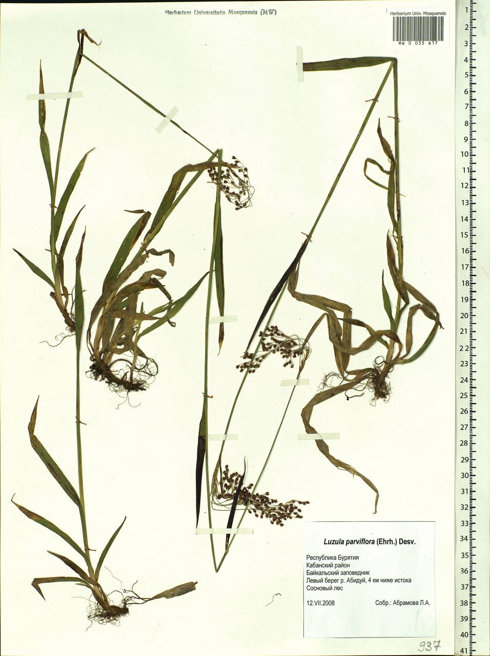 Luzula parviflora (Ehrh.) Desv., Siberia, Baikal & Transbaikal region (S4) (Russia)