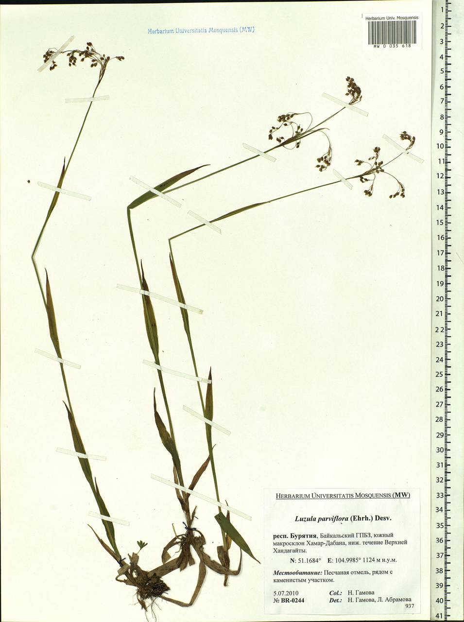 Luzula parviflora (Ehrh.) Desv., Siberia, Baikal & Transbaikal region (S4) (Russia)